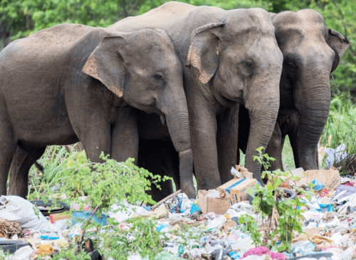 elephant eating plastic-2